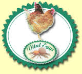 VITALEGGS Kft.